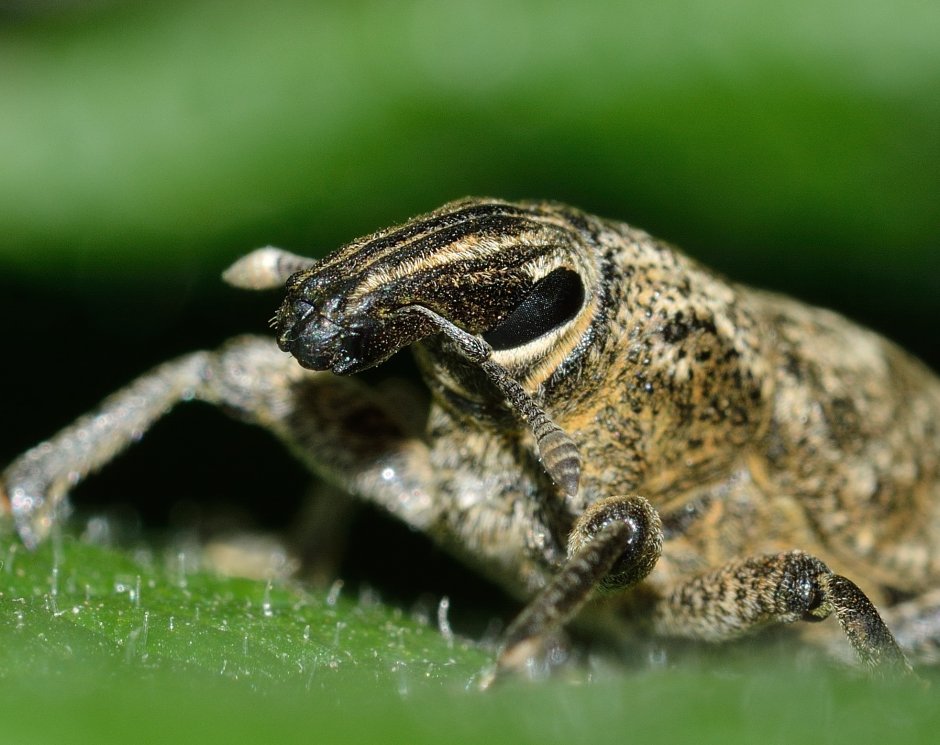 Насекомые Абхазии