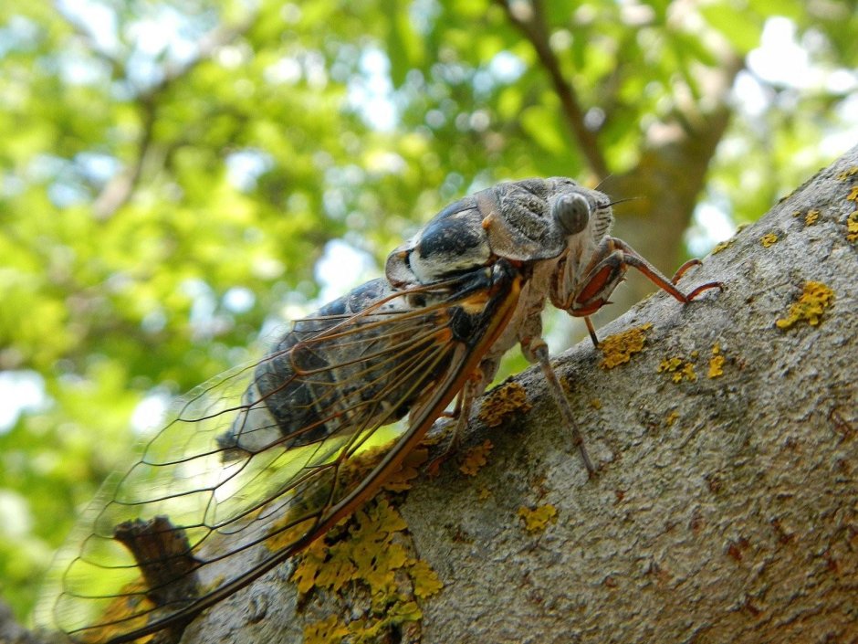 Цикада Криптотимпана