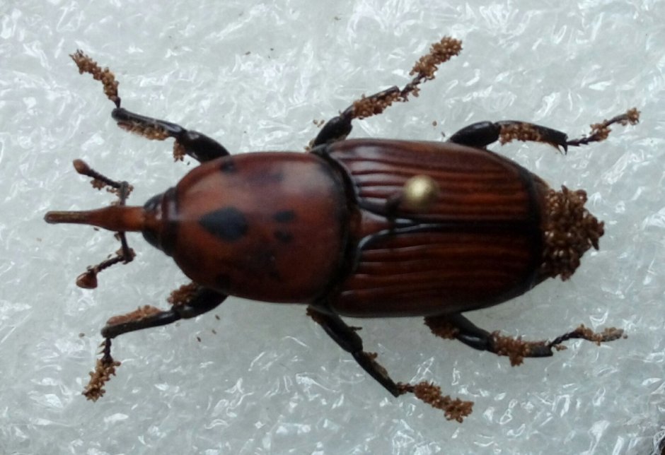 Жук плотник