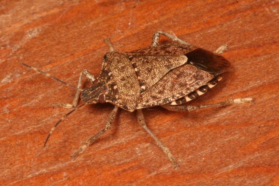 Щитник мраморный