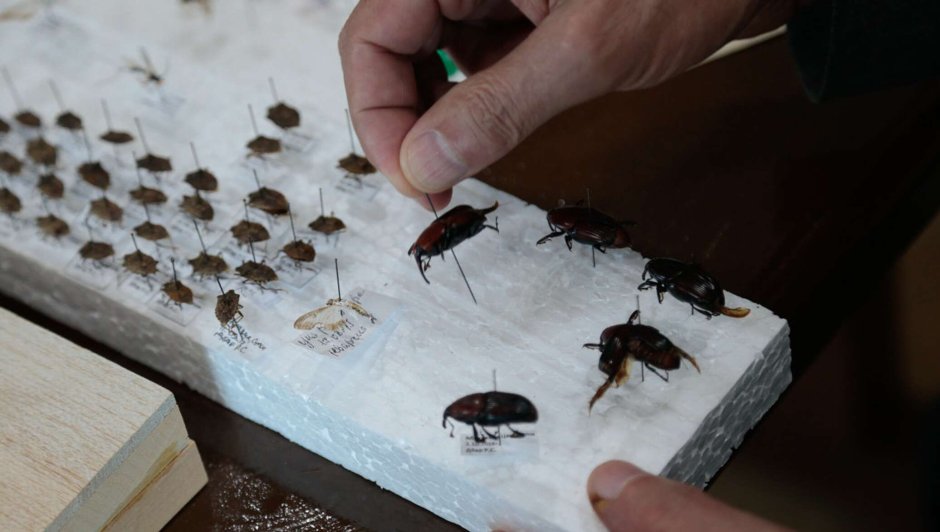 Клопы в Абхазии