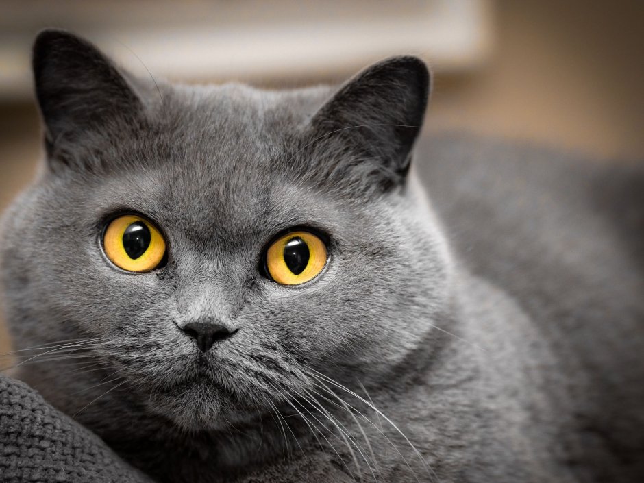 Кошка серая угольная