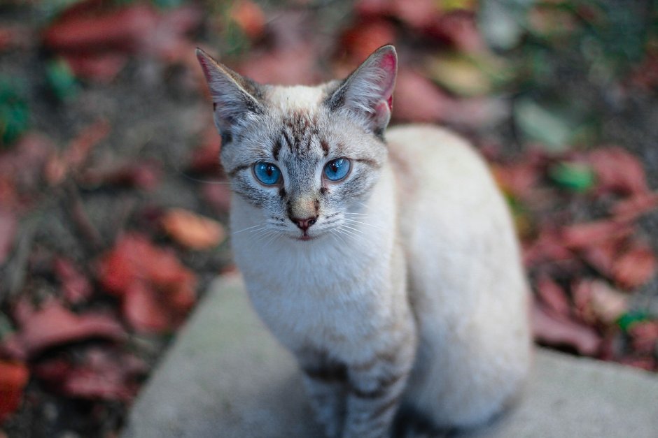 Охос азулес кошка