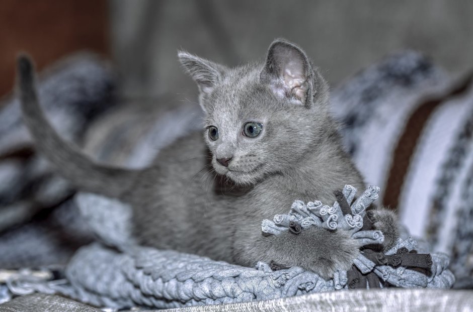 Котята породы русская голубая