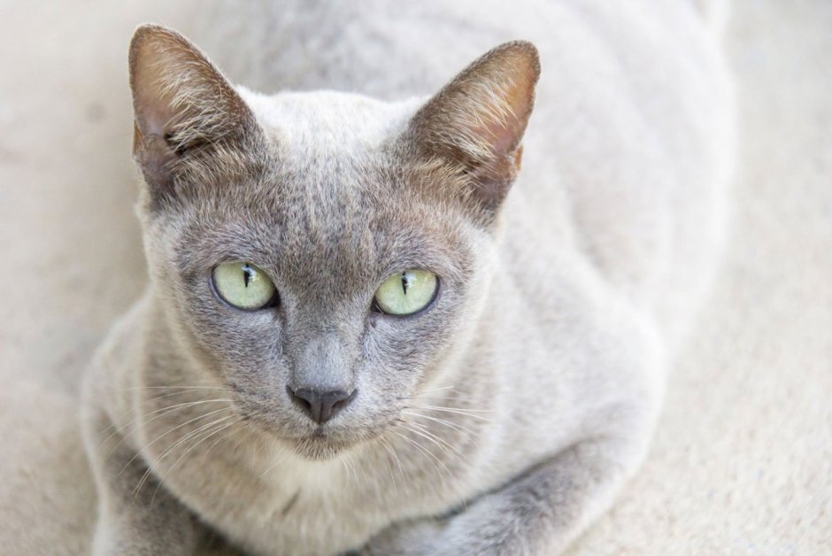 Сиамский кот серый
