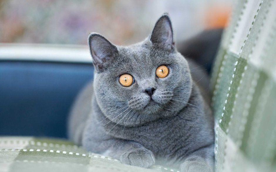 Британская кошка короткошерстная серая
