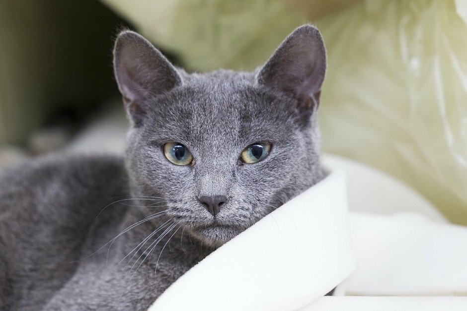 Русская голубая кошка короткошерстная серая