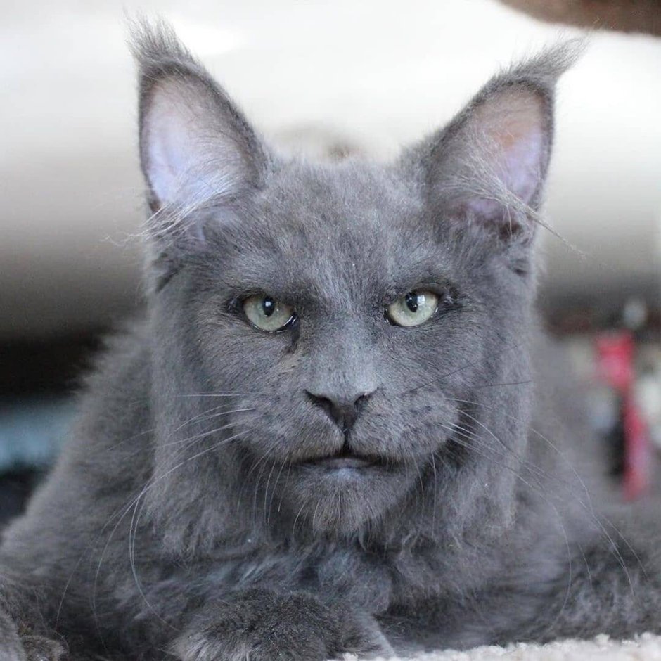 Кошка с человеческим лицом