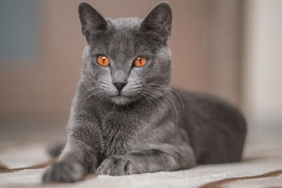 Корат (кошка)