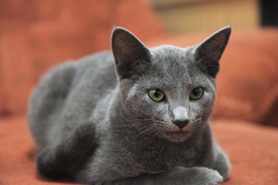 Сибирский голубая кошка короткошерстная