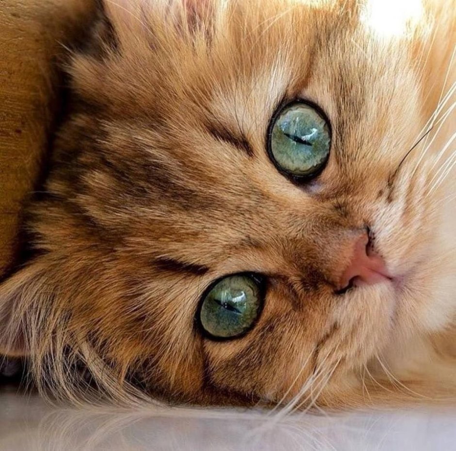 Котенок с красивыми глазками