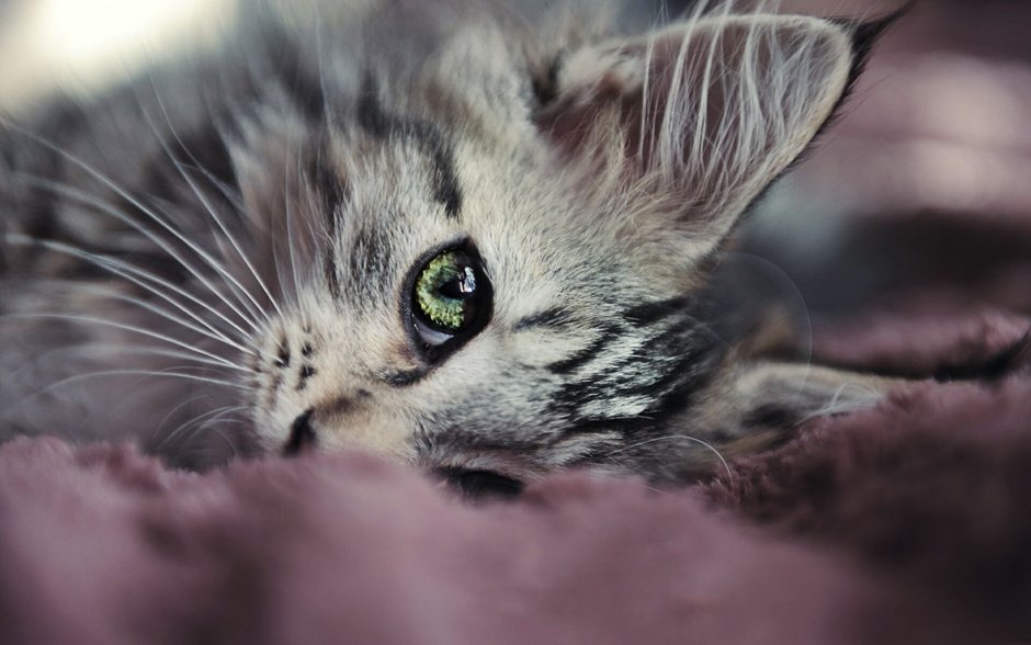 Милые котики