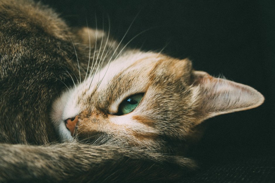 Котенок с зелеными глазами
