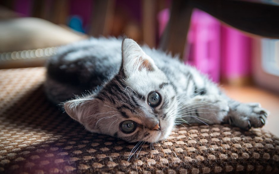 Котенок лежит