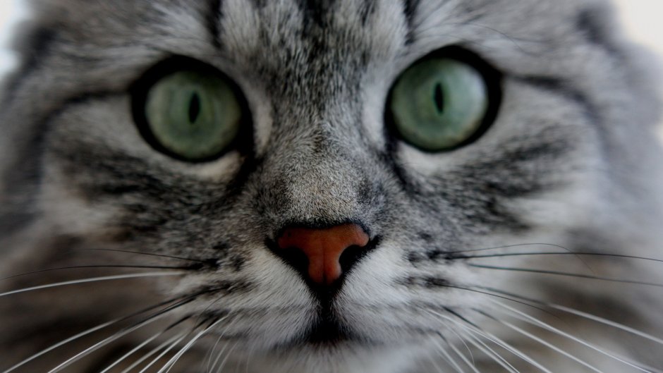 Морда кота