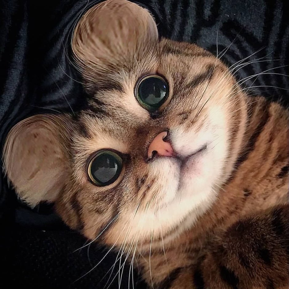 Милый кот