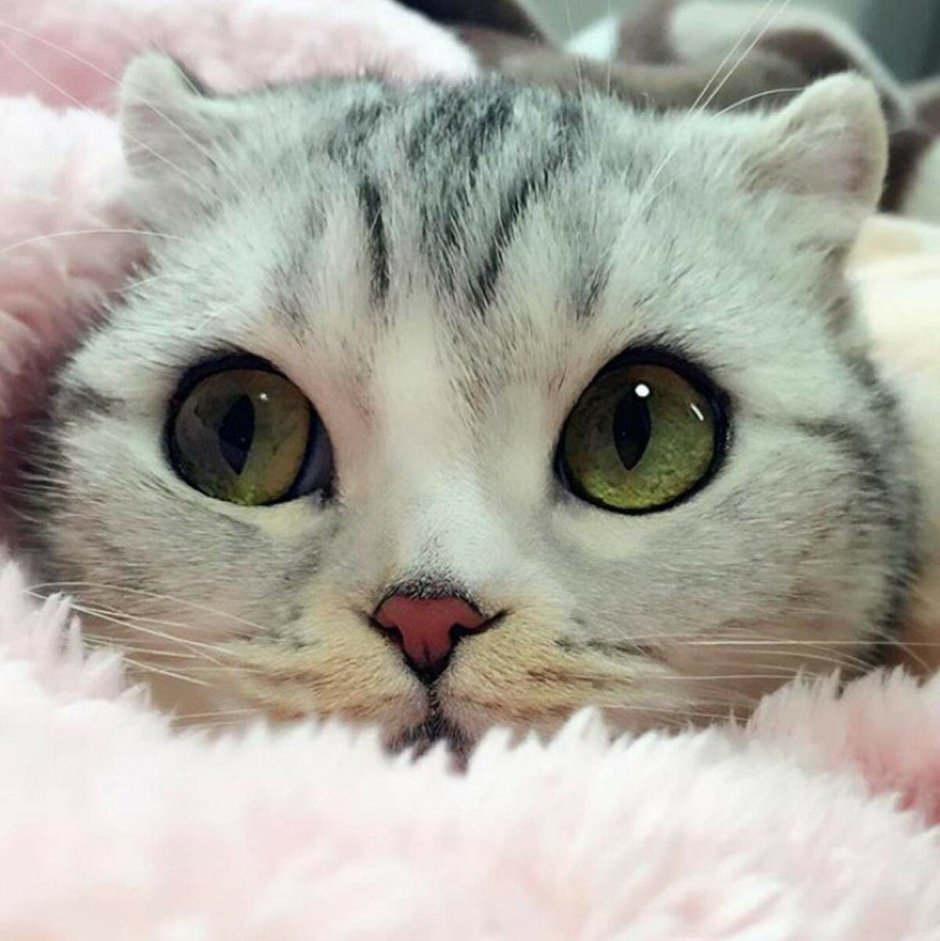 Милые котики