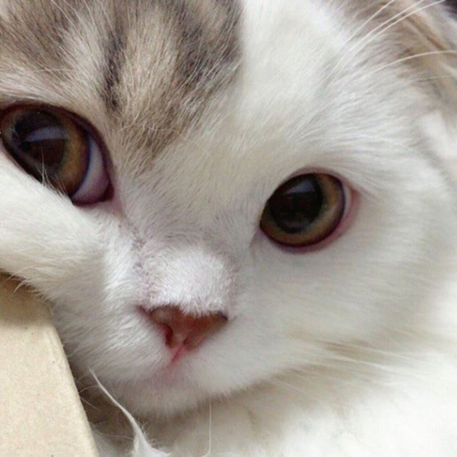 Милый котик