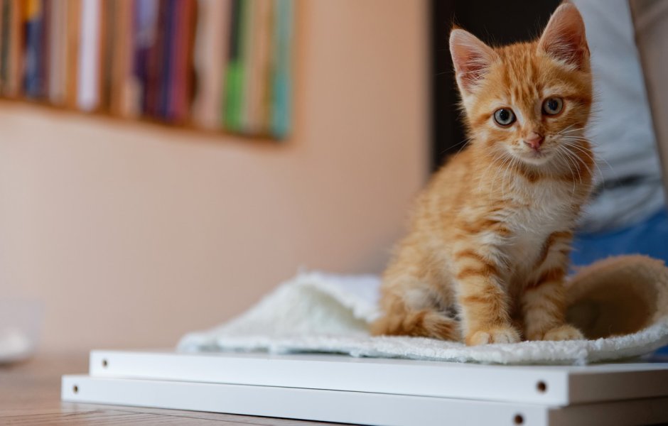 Котенок сидит