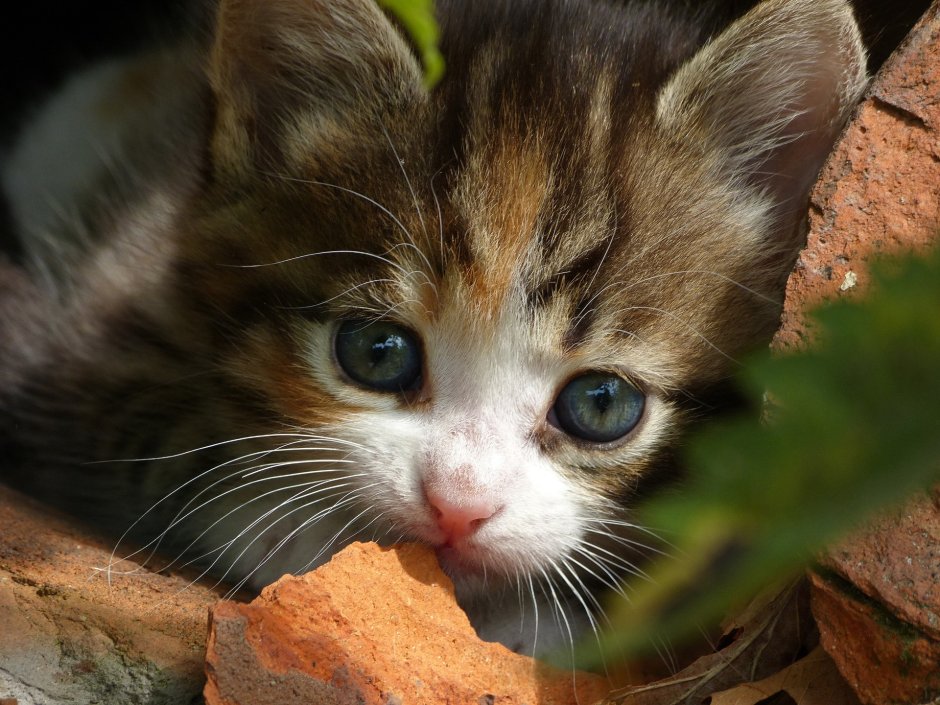 White cute Cat think