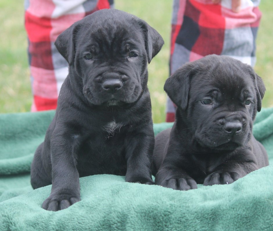 Cane Corso щенки