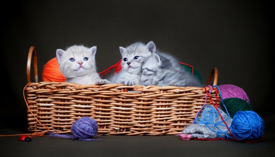 Кошка с котятами в корзинке