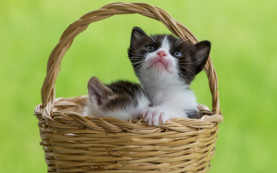 Корзинка для кошки