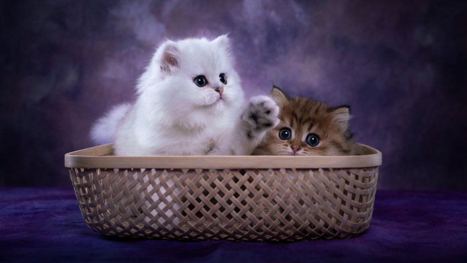 Маленький котенок