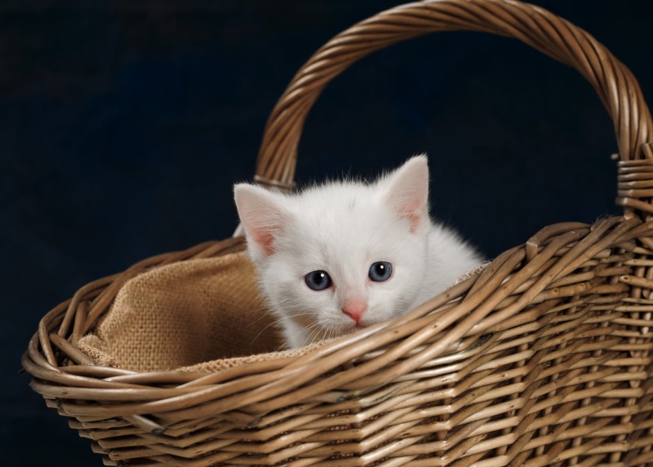 Белый котенок в корзинке