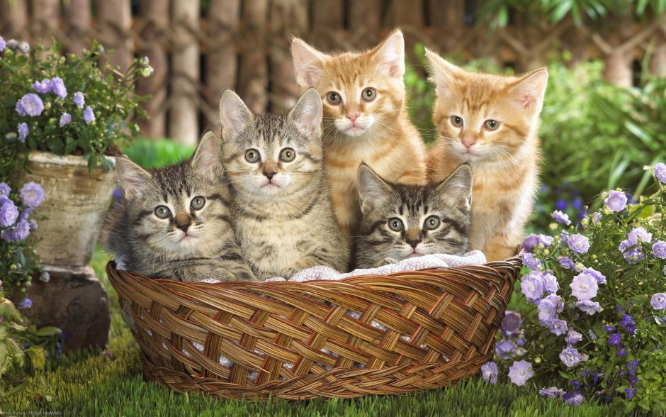 Котята в корзинке
