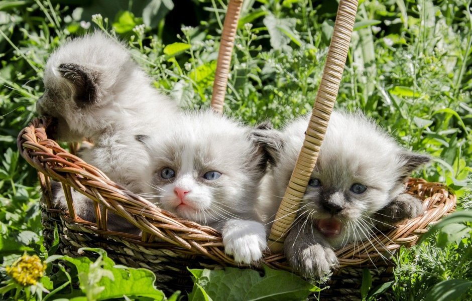 Маленькие котята в корзинке