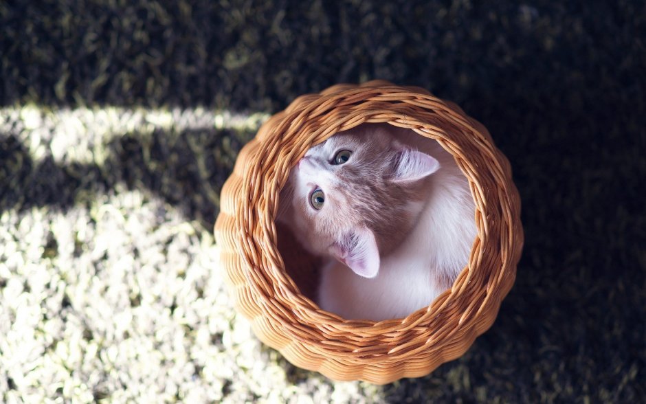 Котенок крольчонок в корзинке