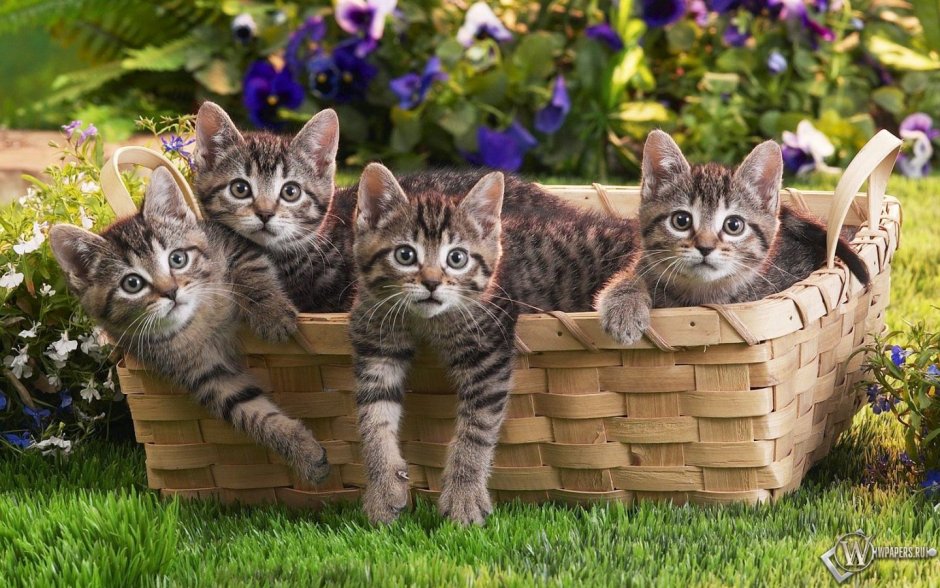 Красивые котята