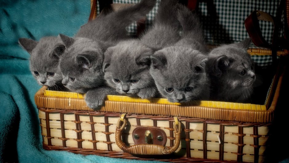 Котята в корзинке