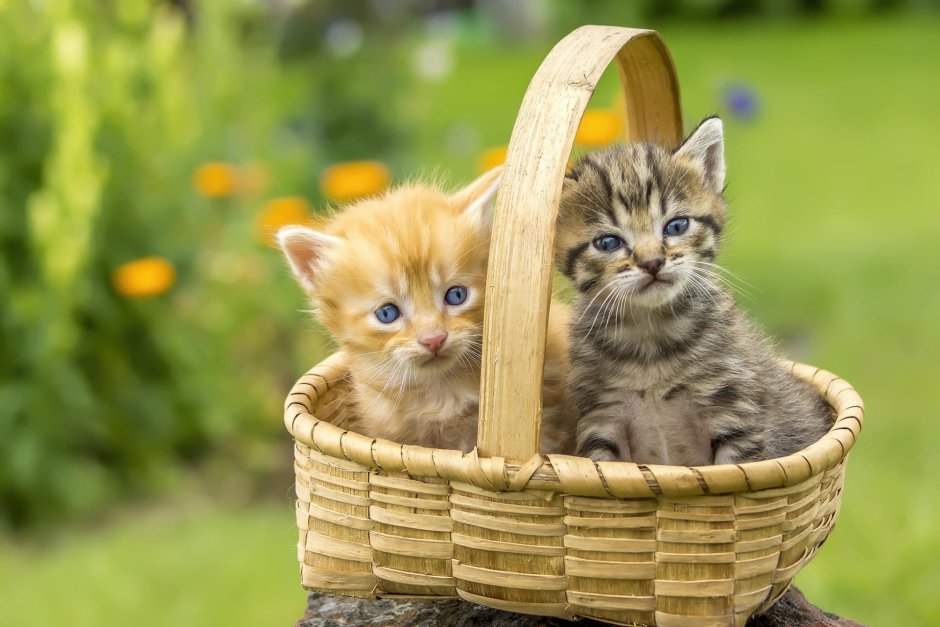 Маленький котенок