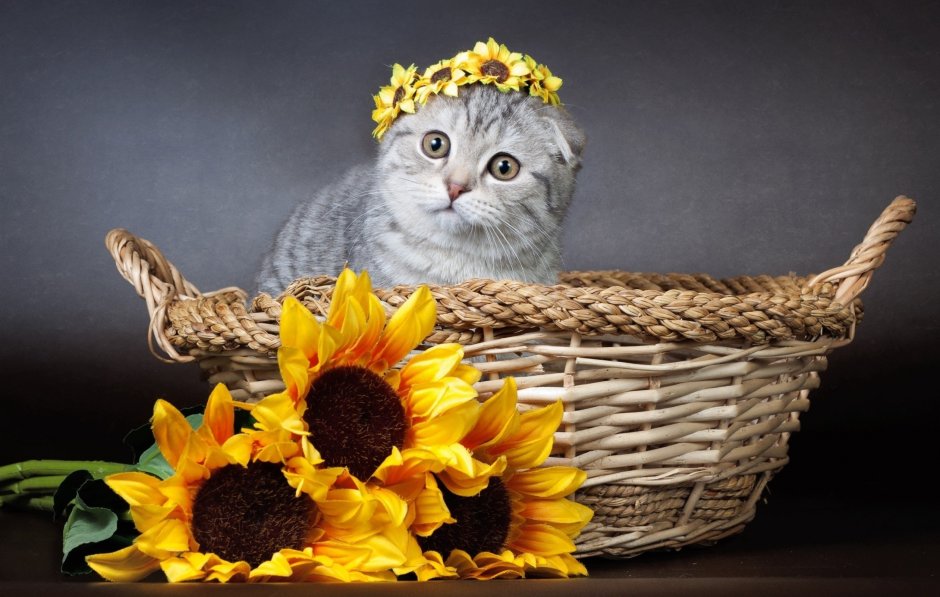 Британские котята в корзинке