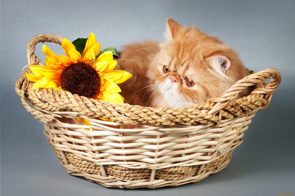 Кот в корзинке