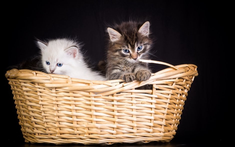 Котята в корзинке