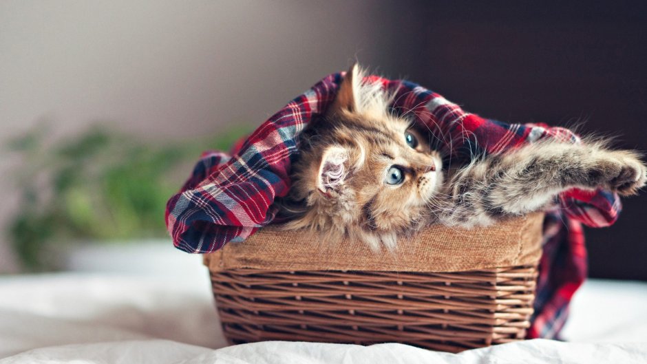 Красивые милые котики