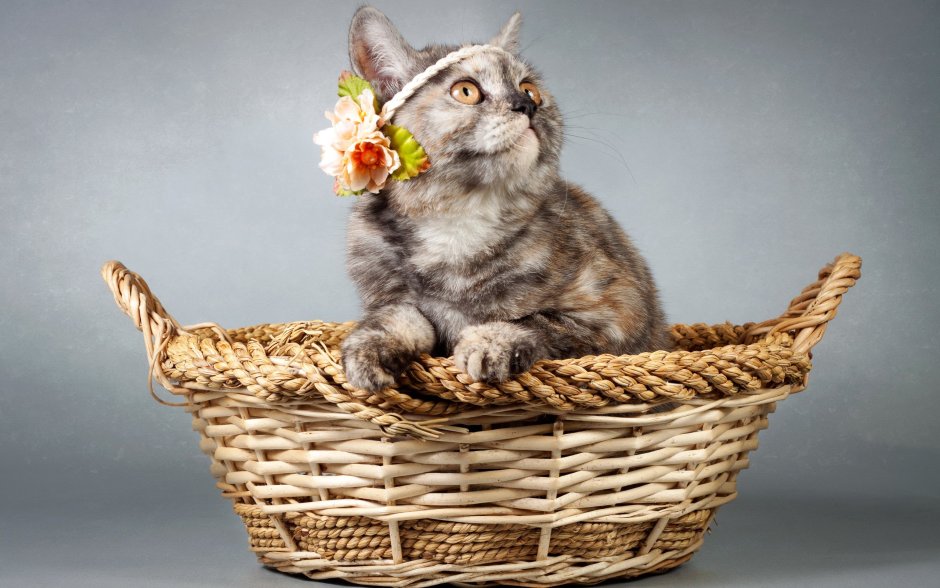 Корзинка для кошки