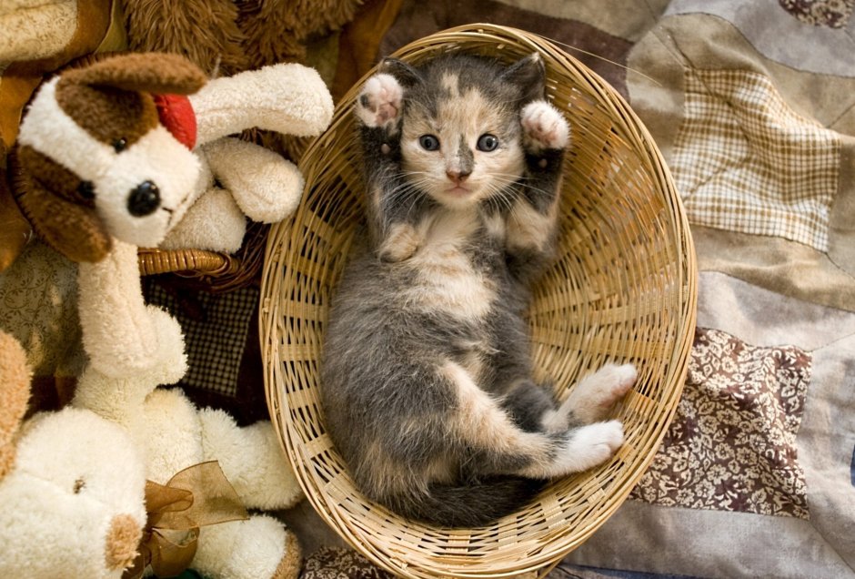 Котенок спит в корзинке