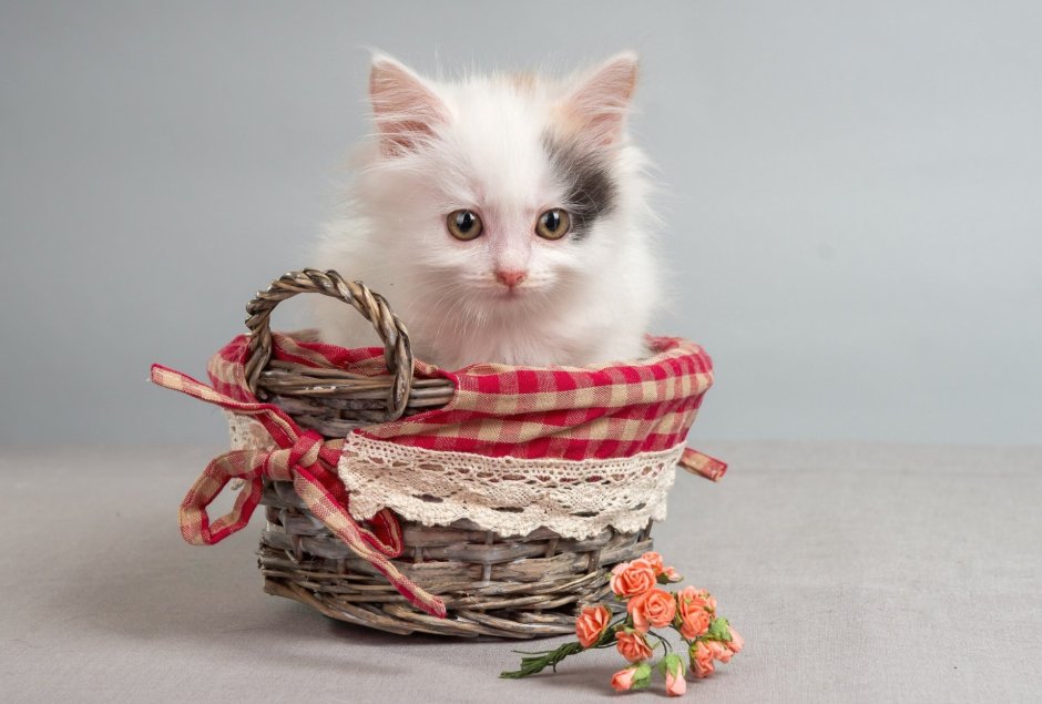 Милый котенок в корзинке