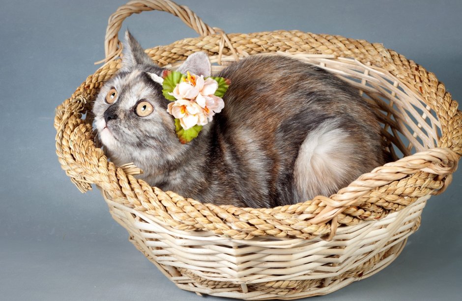 Кошка в лукошке