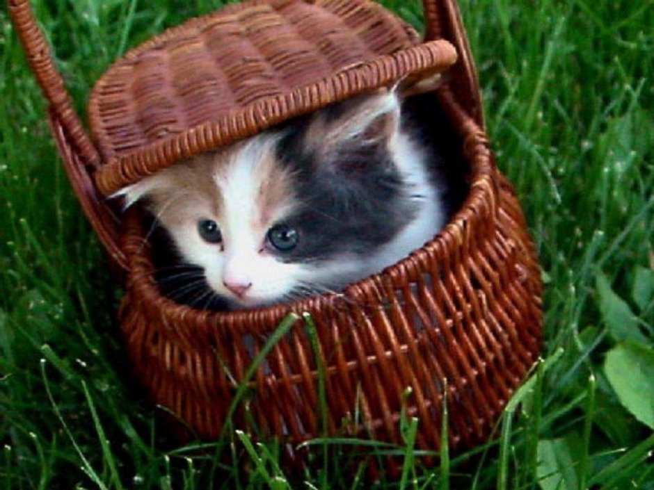 Котенок выглядывает из корзинки