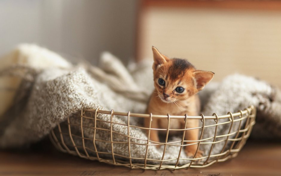 Миленькие котята сидят в корзинке