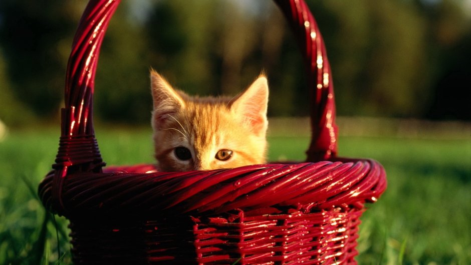 Котята в корзинке