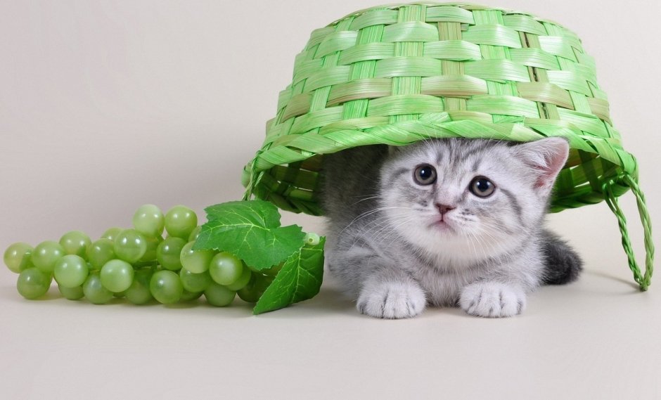 Милый котенок в корзинке