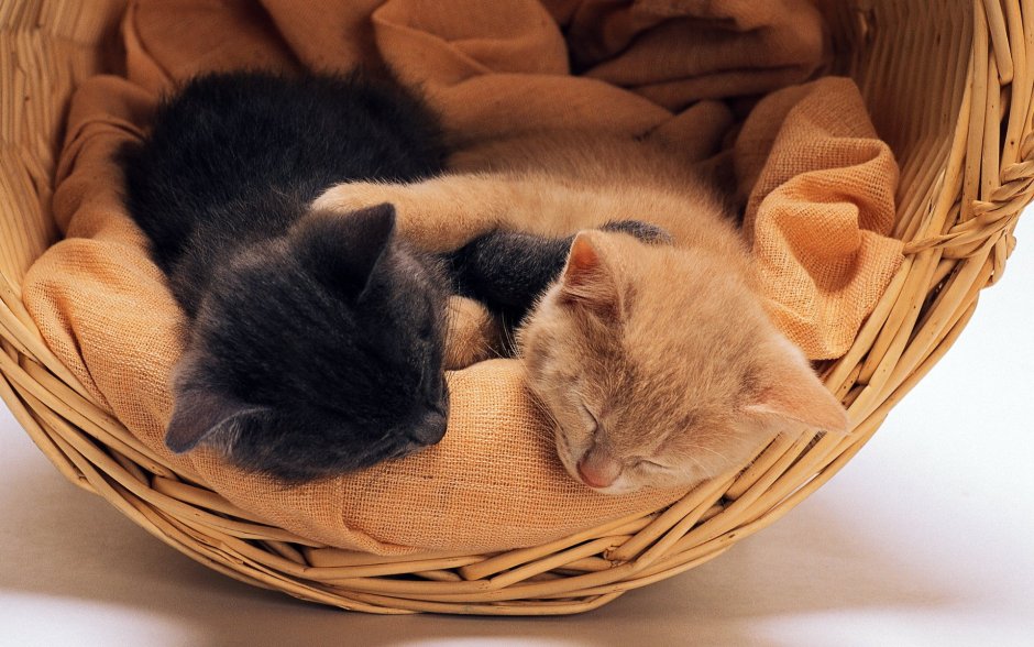 Котенок спит в корзинке