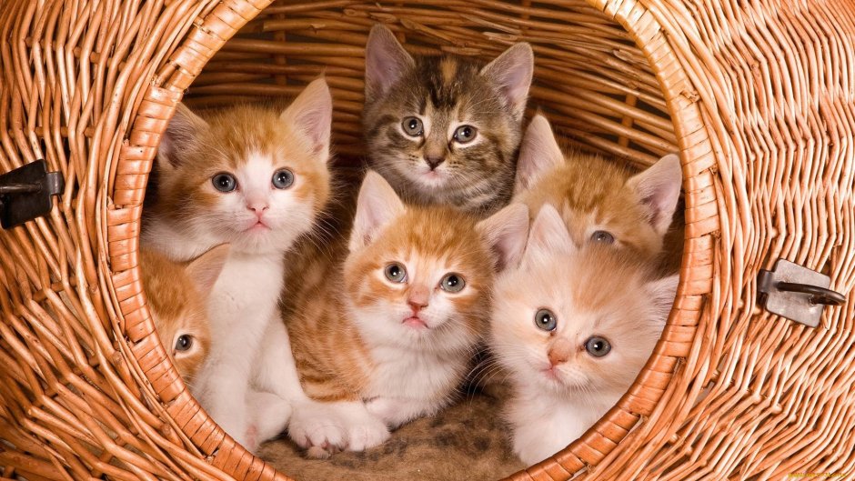 Четыре котенка