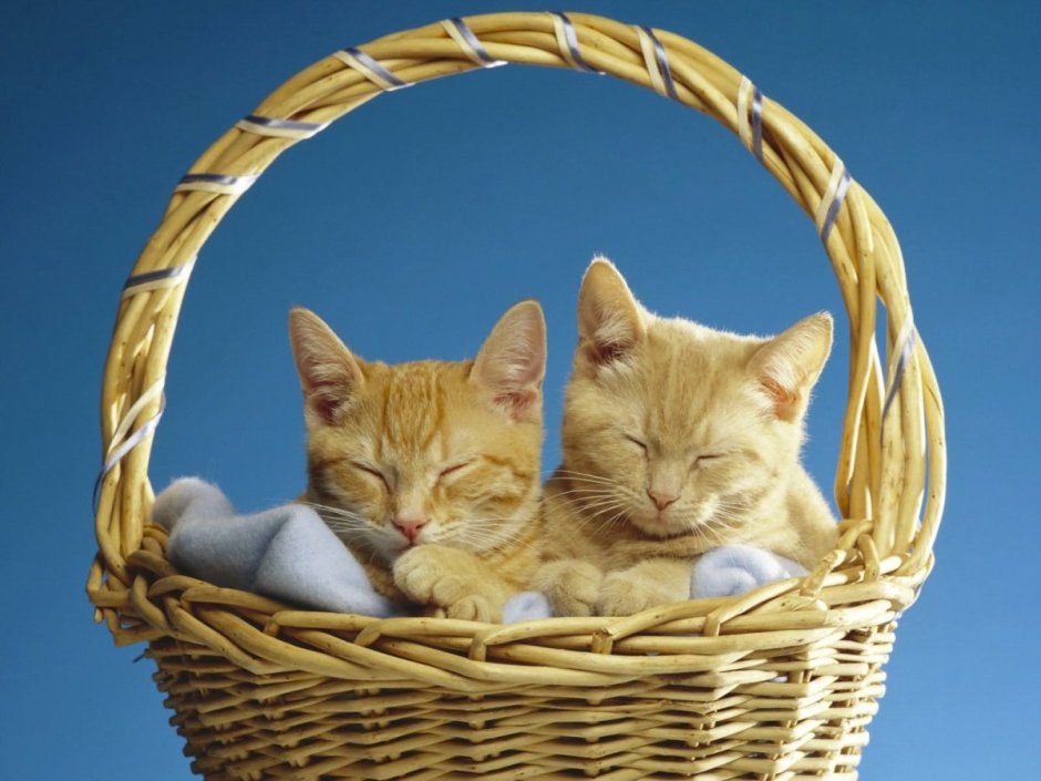 Котики в корзиночке